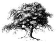 oak-tree-2