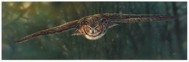 aerial_intensity____great_horned_owl_by_denismayerjr-d8xso3e