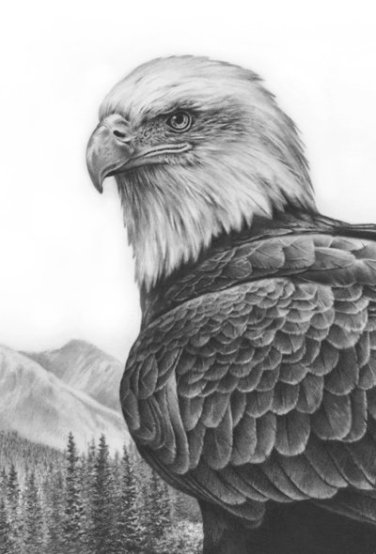 bald_eagle_study_by_denismayerjr-d60g640
