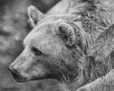 grizzly_bear_study_by_denismayerjr