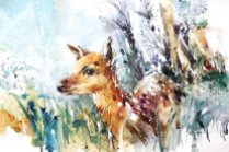 wildlife_watercolor___baby_deer_by_abstractmusiq-d8a77xx